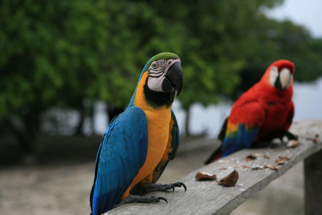 colorful-parrots