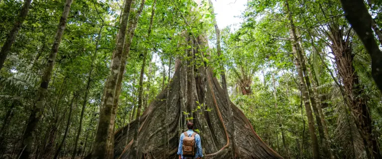 Viajante diante das enormes raízes de uma árvore alta na densa Floresta Amazônica.