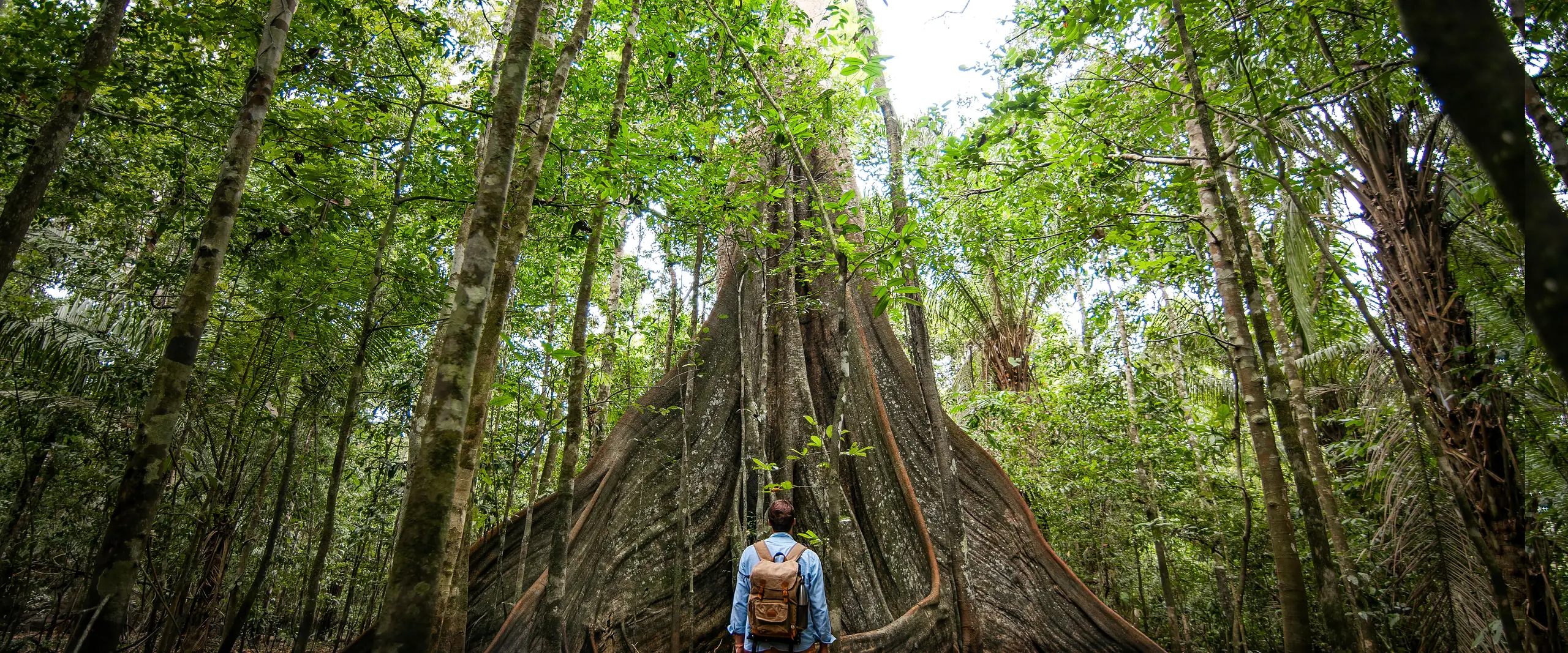 Viajante diante das enormes raízes de uma árvore alta na densa Floresta Amazônica.