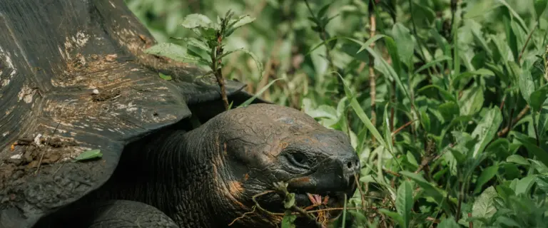 Galápagos giant tortoise eating plants among lush green vegetation in Ecuador.